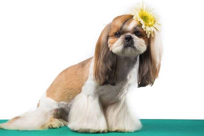 Un Silky Tzu assis et ayant une fleur sur la tête