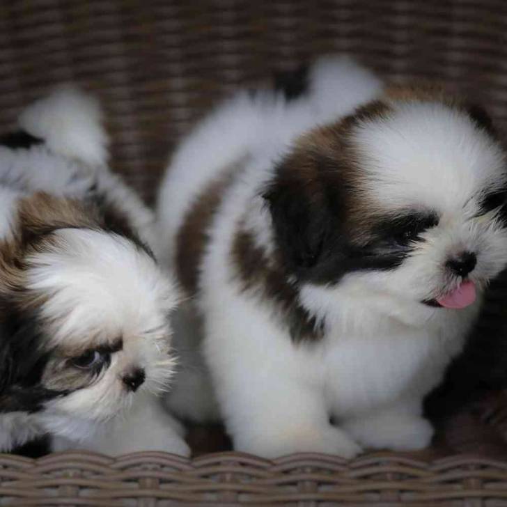 Deux Silky Tzu aux pelages bicolores, assis dans un panier