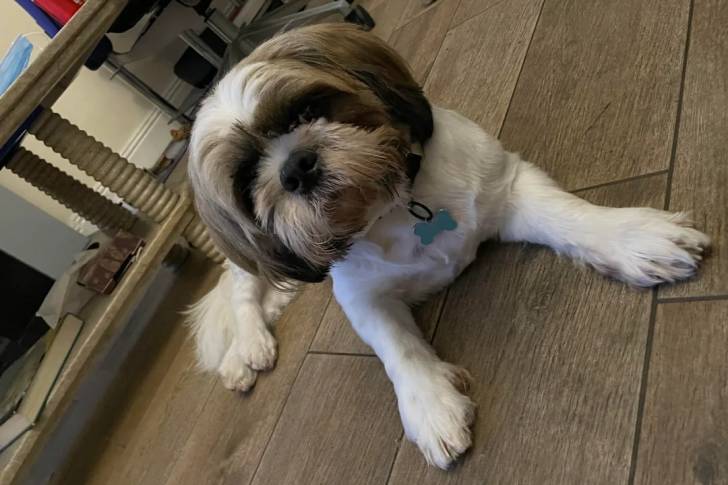 Un Silky Tzu au pelage bicolore, allongé sur un plancher et portant un collier autour du cou