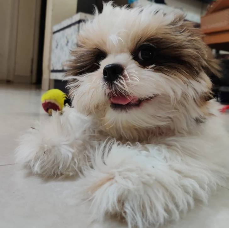 Un Silky Tzu au pelage bicolore, allongé sur un sol carreler et tirant légèrement la langue