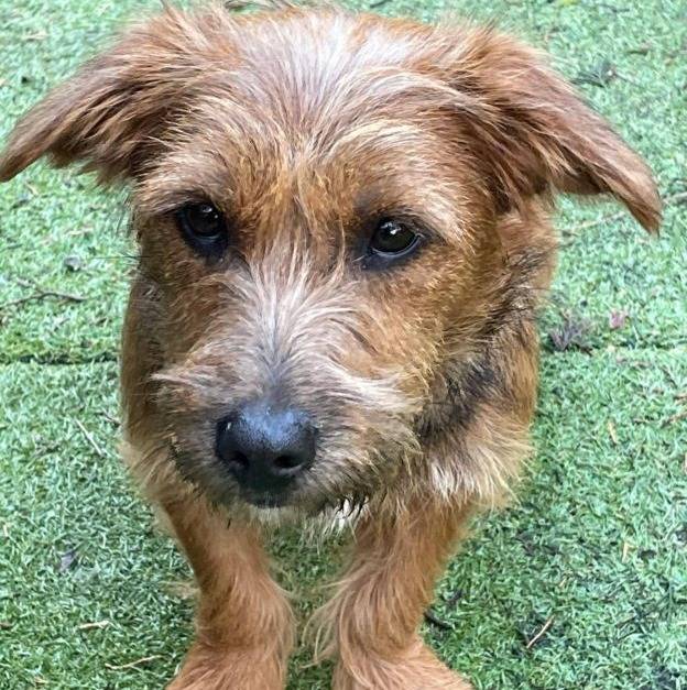 Un Silky Tzu au pelage bicolore, assis sur un terrain gazonné