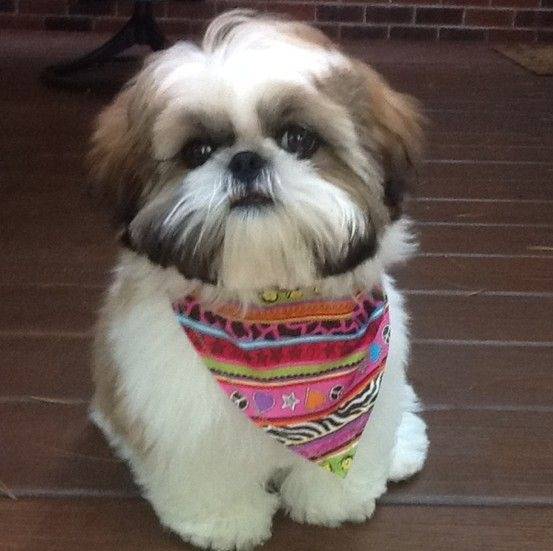 Un Silky Tzu au pelage tricolore, assis sur un plancher en bois et portant un foulard au cou