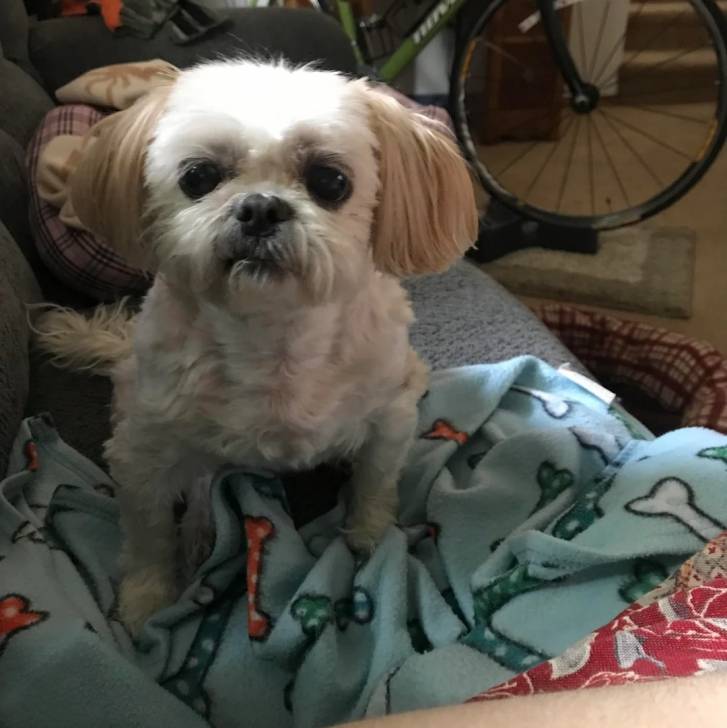 Un Silky Tzu au pelage bicolore, assis sur un canapé et regardant la caméra
