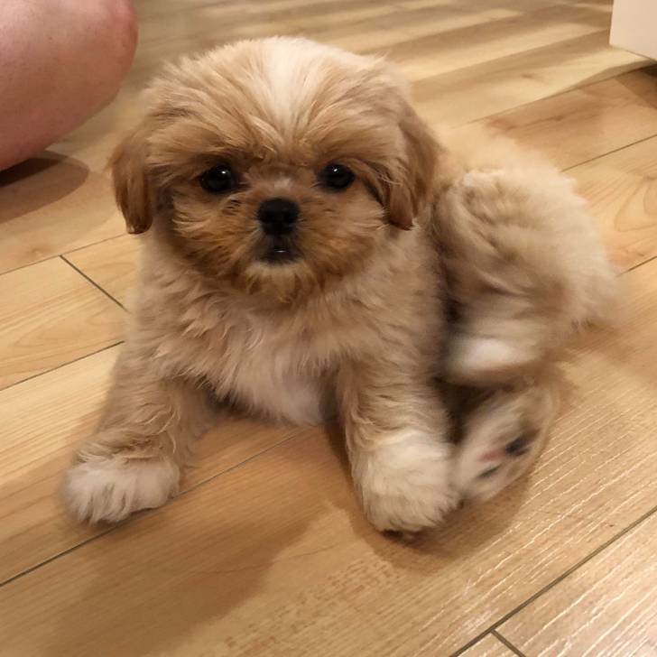 Un Silky Tzu au pelage bicolore, assis sur un plancher en bois et regardant la caméra