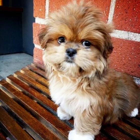 Un Silky Tzu au pelage bicolore, assis sur un banc en bois et regardant la caméra