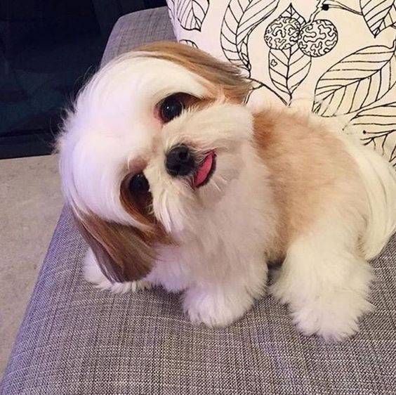 Un Silky Tzu au pelage bicolore, assis sur un canapé et tirant légèrement la langue