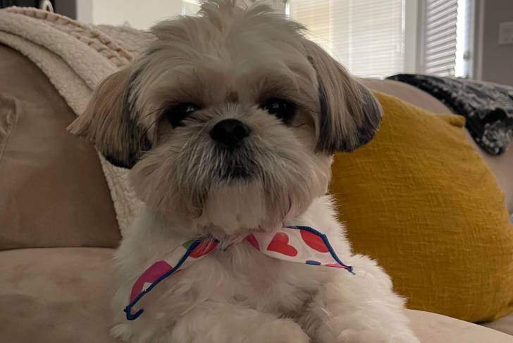 Un Silky Tzu allongé sur l'accoudoire d'un canapé, et portant un foulard autour du cou