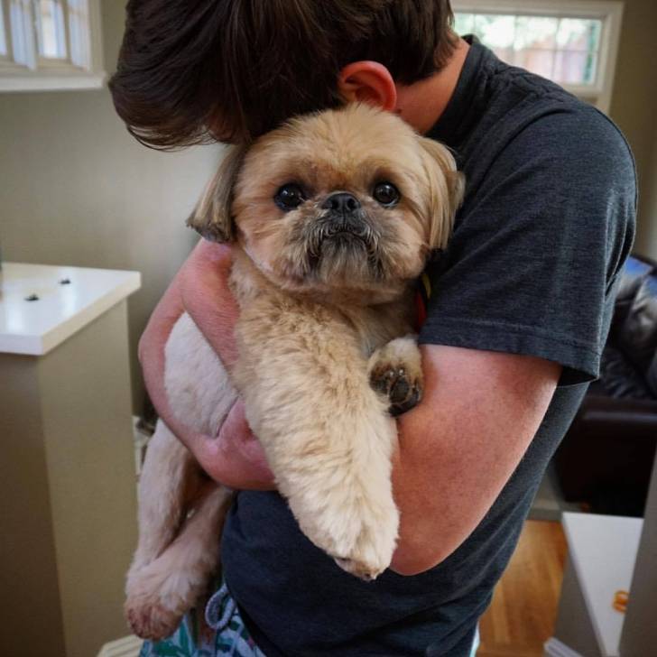Un Silky Tzu au pelage tricolore, tenu dans les bras d'un homme et regardant vers la caméra
