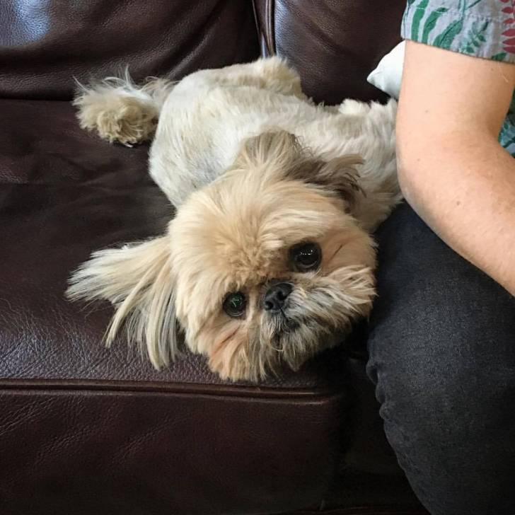 Un Silky Tzu au pelage tricolore, allongé sur un canapé à côté d'une personne