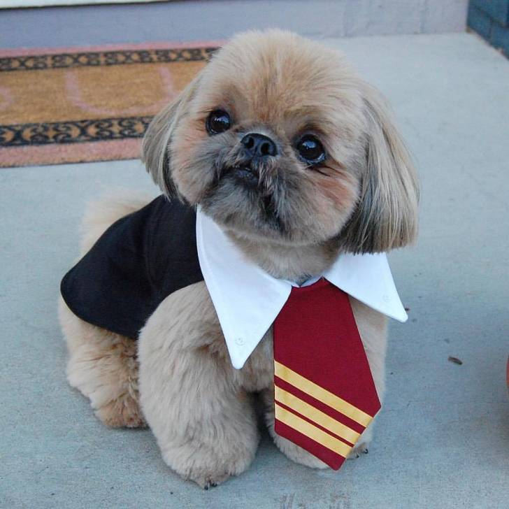 Un Silky Tzu au pelage bicolore, assis au sol et portant un costume 