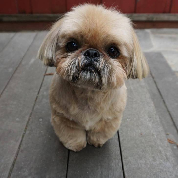 Un Silky Tzu au pelage tricolore, assis sur un plancher en bois et qui est tenu en laisse