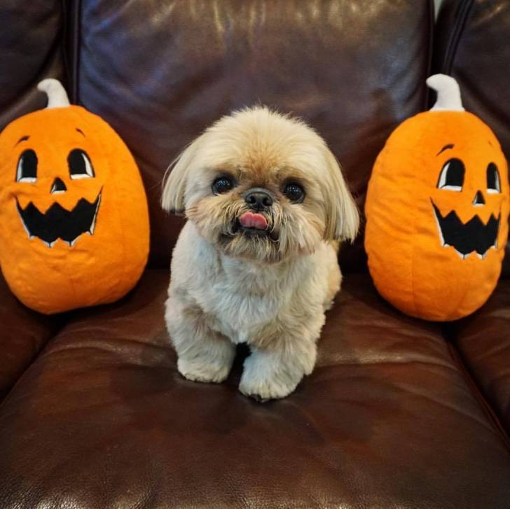 Un Silky Tzu au pelage bicolore, assis dans un canapé et tirant légèrement la langue