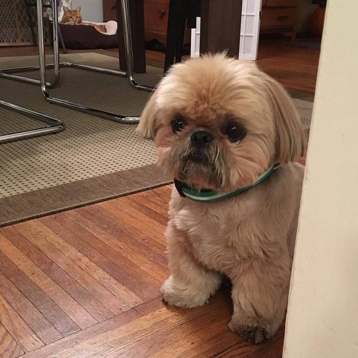 Un Silky Tzu au pelage tricolore, assis sur un plancher en bois et portant un collier au cou