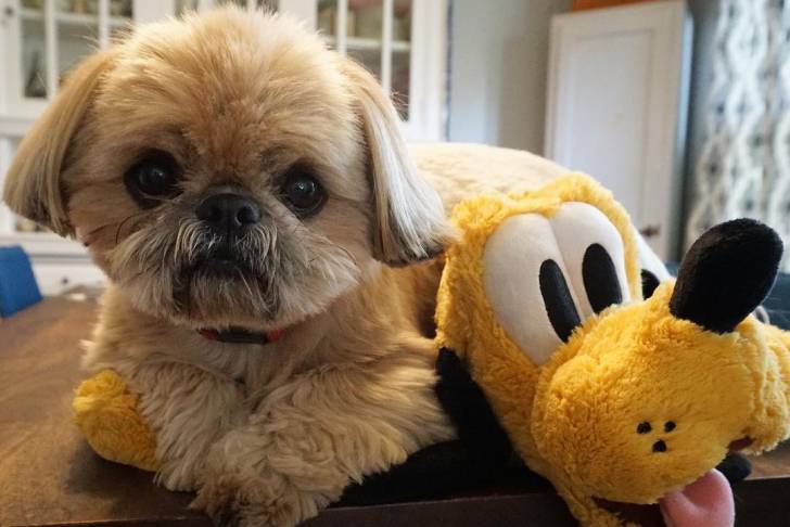 Un Silky Tzu au pelage tricolore, allongé sur une table à côté d'une peluche