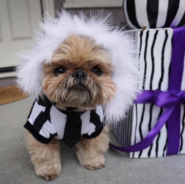 Un Silky Tzu assis sur une moquette, portant un habit et une touffe de poils blanche sur la tête