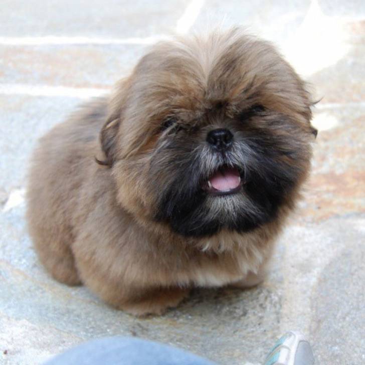 Un Silky Tzu au pelage tricolore, assis au sol et tirant légèrement la langue