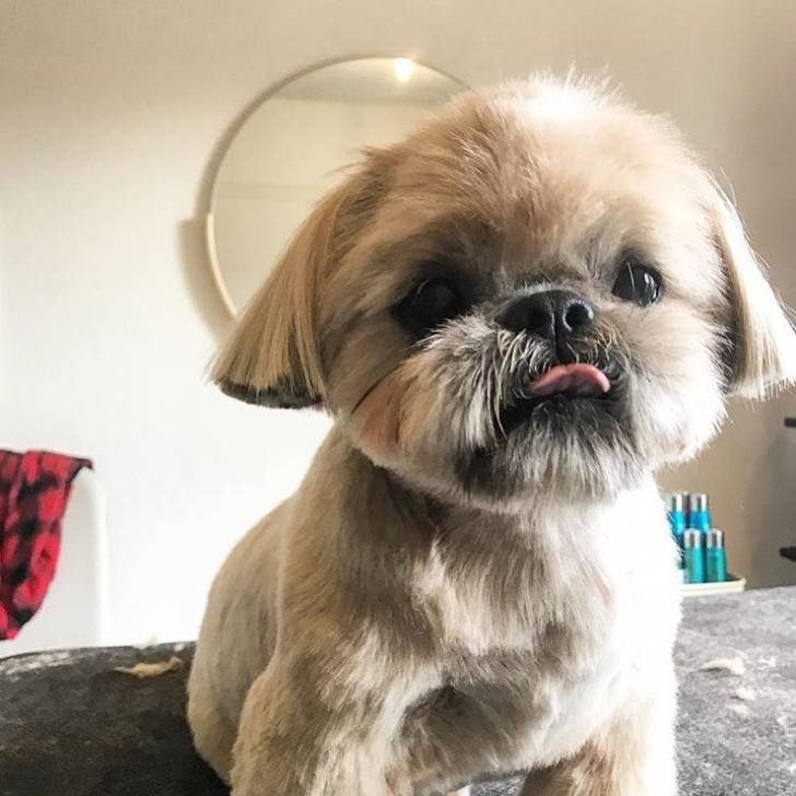 Un Silky Tzu au pelage tricolore, assis et tirant légèrement la langue