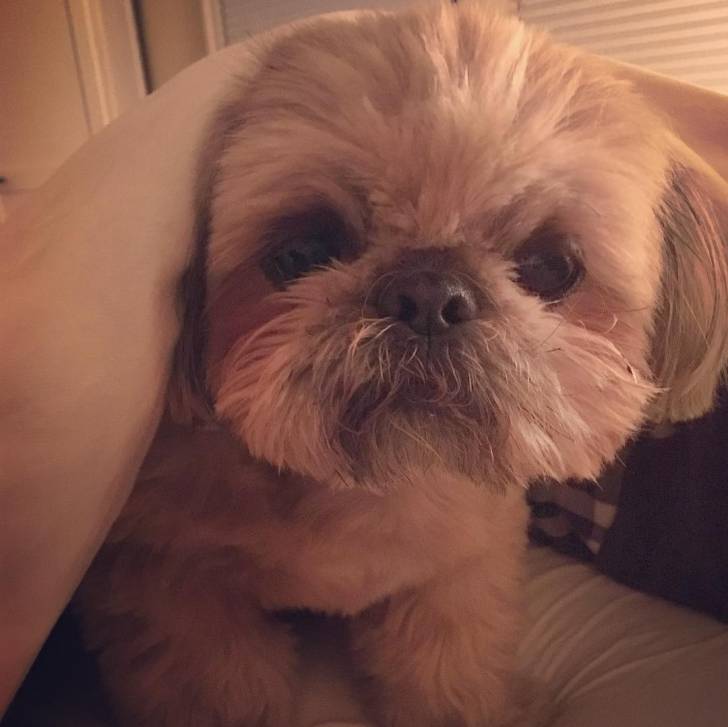 Un Silky Tzu au pelage tricolore, assis sous une couverture et regardant la caméra
