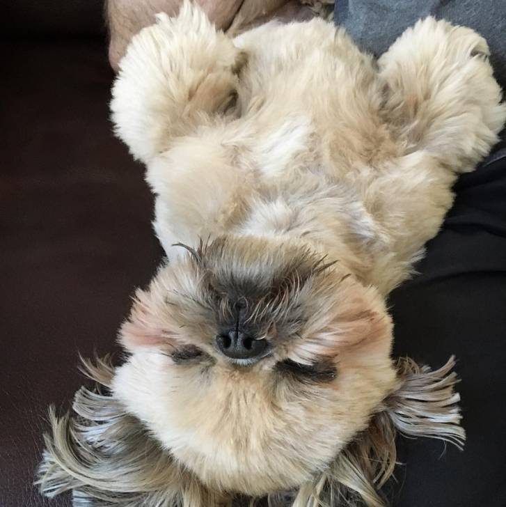 Un Silky Tzu au pelage tricolore, allongé sur le dos et ayant les yeux fermées