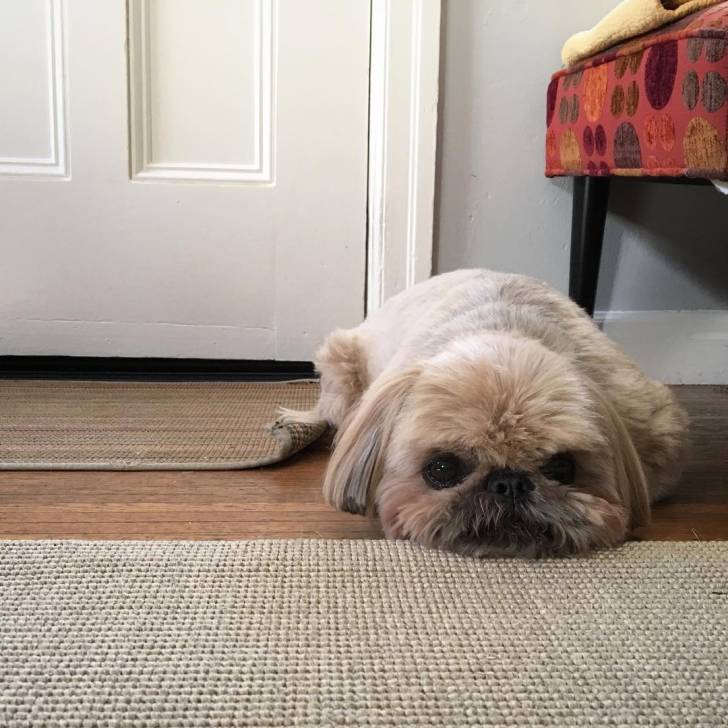 Un Silky Tzu  allongé sur un plancher en bois et ayant la tête posée sur un tapis