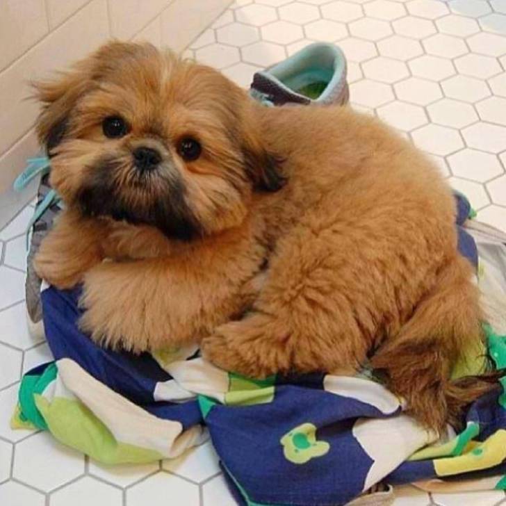 Un Silky Tzu au pelage bicolore, allongé sur un drap et regardant la caméra