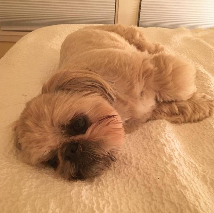 Un Silky Tzu allongé sur une couverture pour chien et regardant la caméra