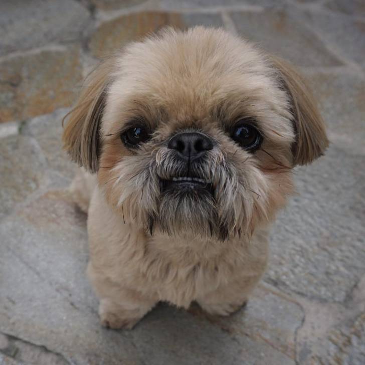 Un Silky Tzu au pelage tricolore, assis au sol et montrant légèrement ses crocs