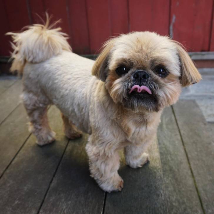 Un Silky Tzu au pelage tricolore, debout sur un plancher en bois et regardant la caméra