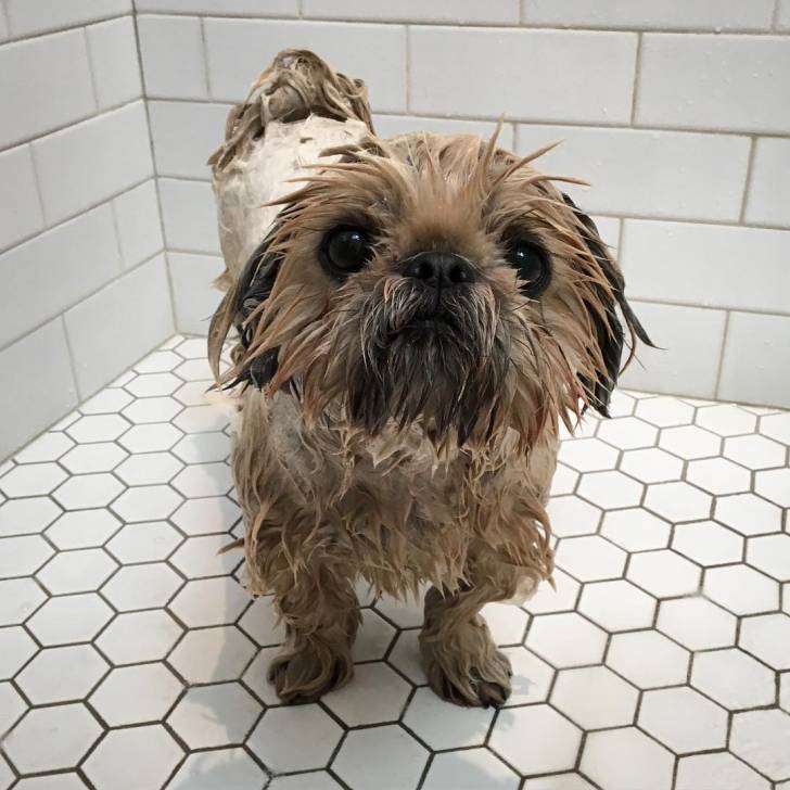 Un Silky Tzu au pelage mouillé, debout sur un sol carreler