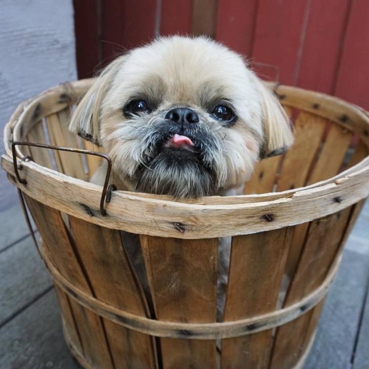 Un Silky Tzu au pelage tricolore, assis dans un sceau en bois et tirant légèrement la langue