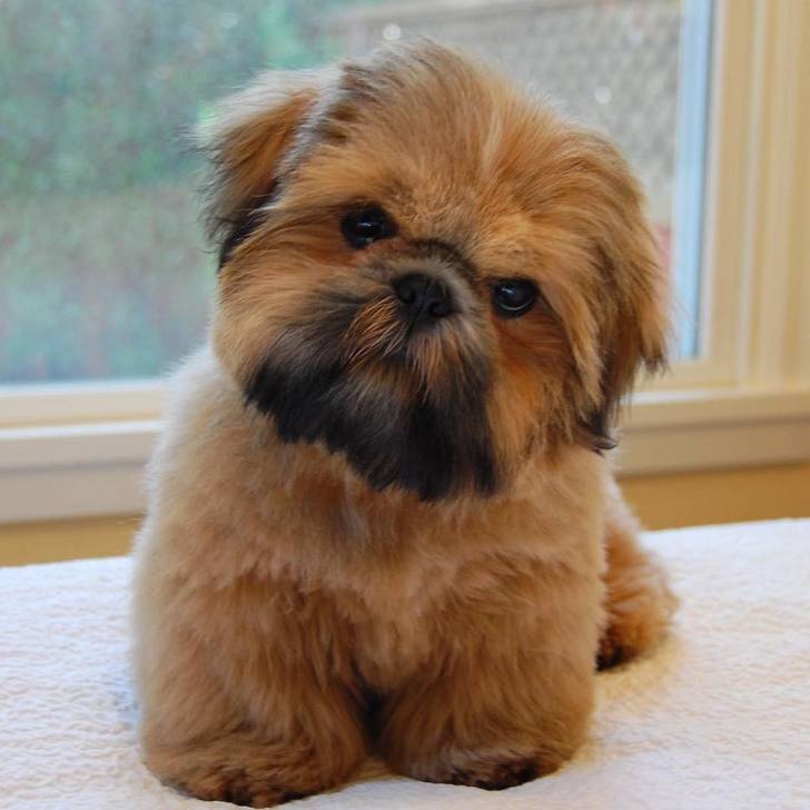 Un Silky Tzu au pelage tricolore, assis sur un tapis blanc et regardant la caméra