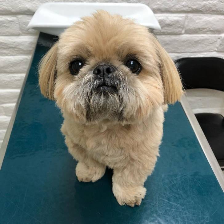 Un Silky Tzu au pelage tricoloe, assis sur une table en vitre et regardant la caméra
