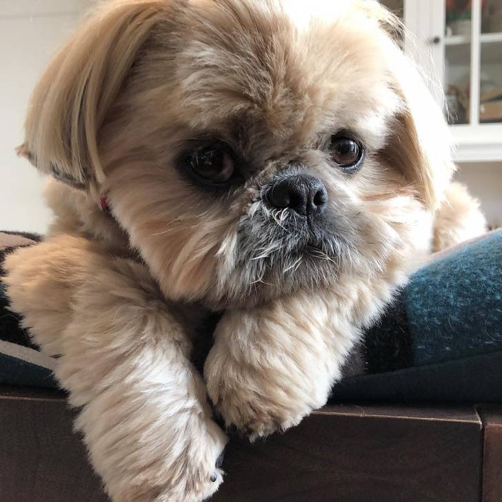 Un Silky Tzu au pelage tricolore, allongé sur un coussin et regardant la caméra