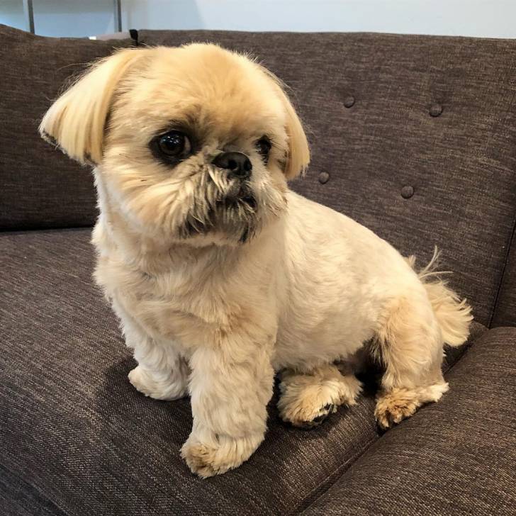 Un Silky Tzu au pelage tricolore, assis dans un canapé