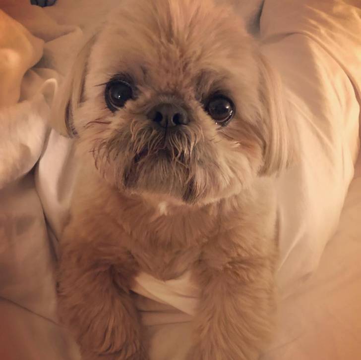 Un Silky Tzu au pelage bicolore, assis sur une couverture et regardant la caméra de haut