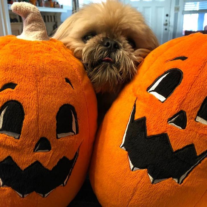 Un Silky Tzu au pelage bicolore, ayant la tête posé sur des peluches