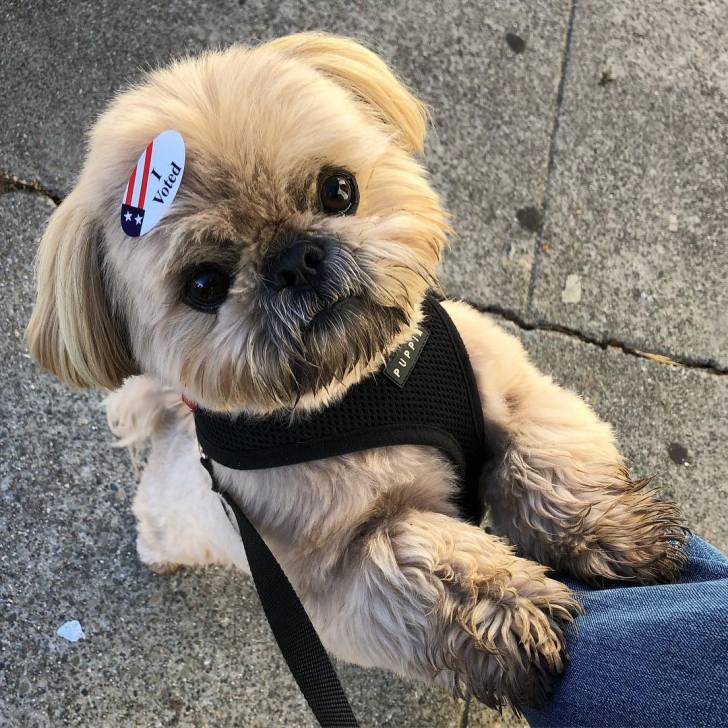 Un Silky Tzu debout sur ses pattes arrières, portant un harnais et qui est tenu en laisse