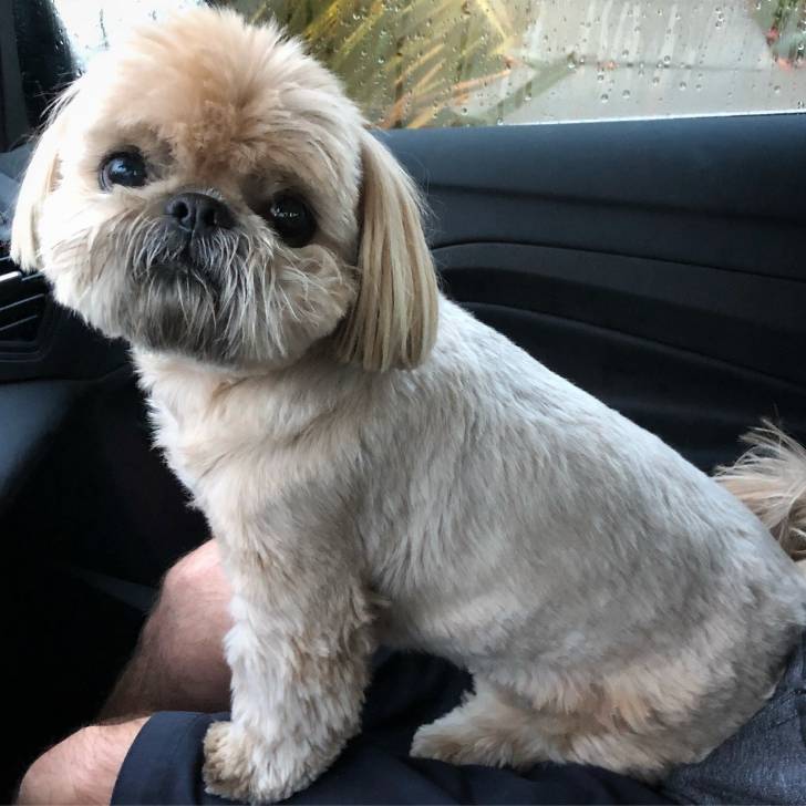 Un Silky Tzu au pelage tricolore, assis sur les cuisses d'une personne dans une voiture