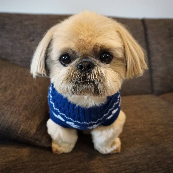 Un Silky Tzu au pelage tricolore, assis dans un canapé et portant un habit