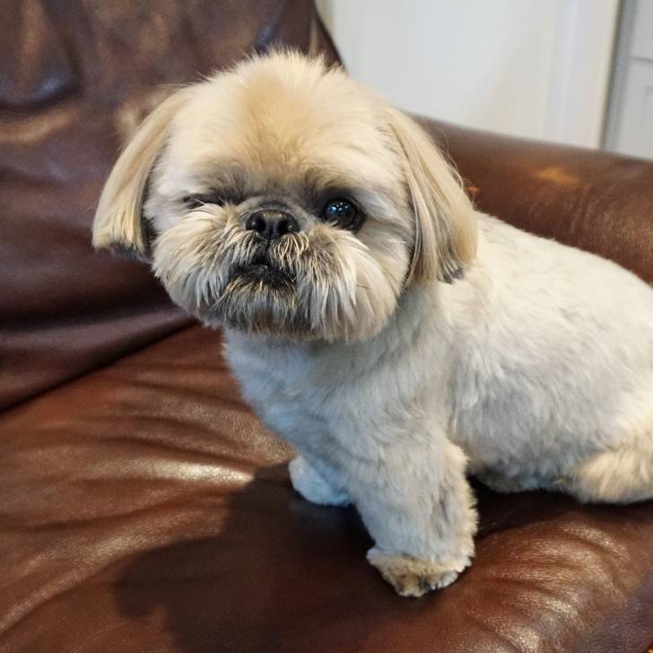 Un Silky Tzu au pelage tricolore, assis sur un canapé et ayant un seul oeil ouvert