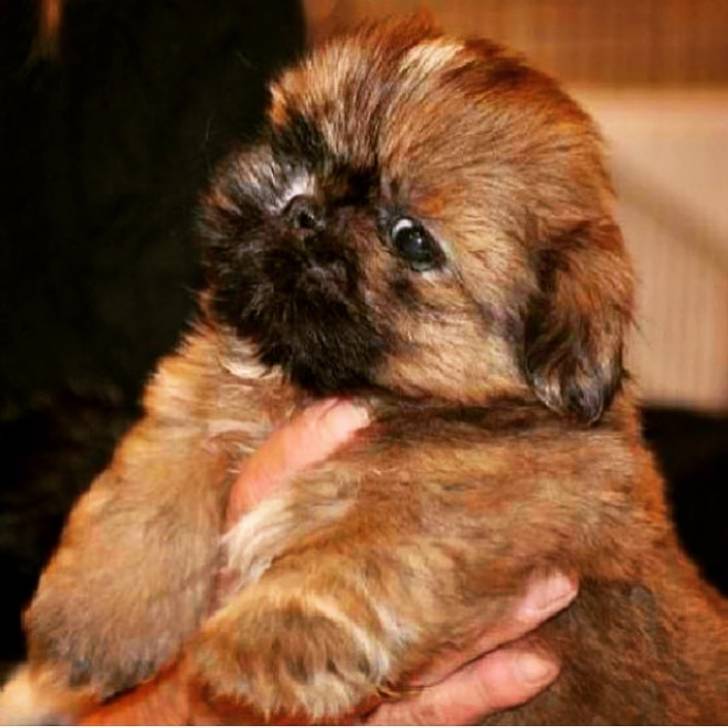 Un Silky Tzu au pelage tricolore, tenu dans les bras d'une personne