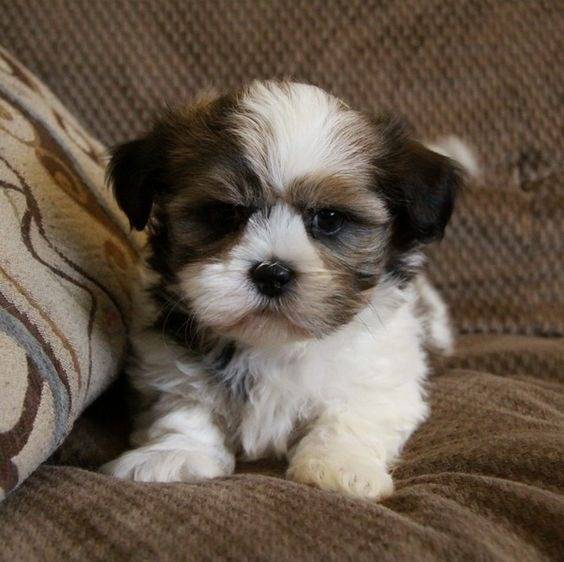 Un Silky Tzu au pelage tricolore, allongé sur un canapé et regardant la caméra