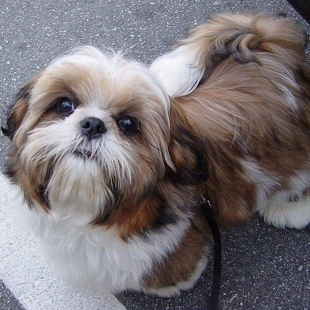 Un Silky Tzu au pelage tricolore, assis sur une voie bitumée et qui est tenu en laisse