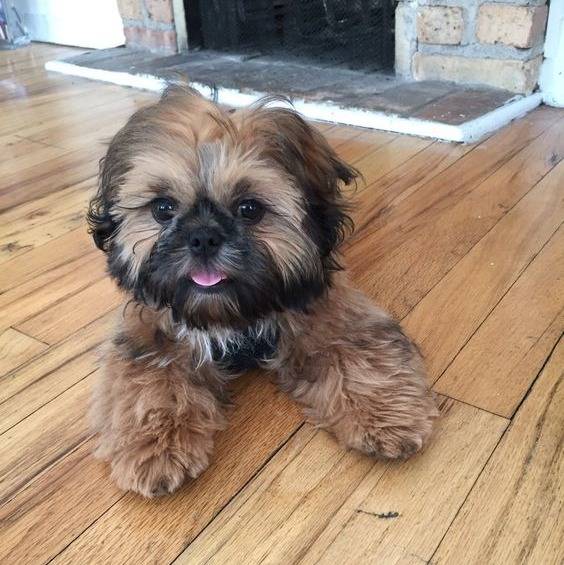 Un Silky Tzu au pelage tricolore, allongé sur un plancher en bois et tirant légèrement la langue
