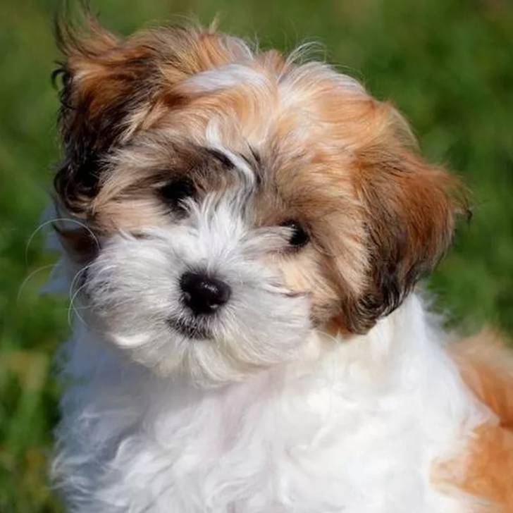 Gros plan d'un Silky Tzu au pelage tricolore, regardant la caméra
