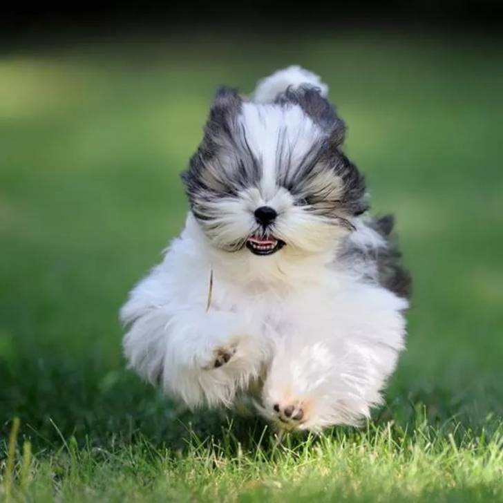 Un Silky Tzu au pelage tricolore, courant sur un terrain herbeux et tirant légèrement la langue