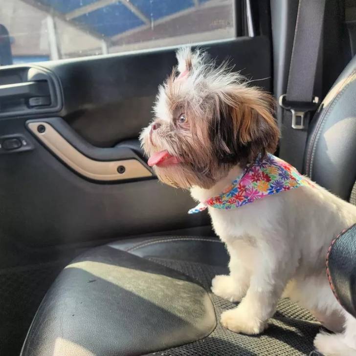 Profil d'un Silky Tzu  assis sur le siège d'un véhicule et portant un foulard autour du cou