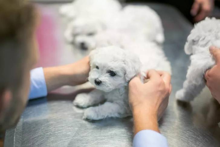 Un Silky Tzu allongé sur une table et se faisant caresser les poils 