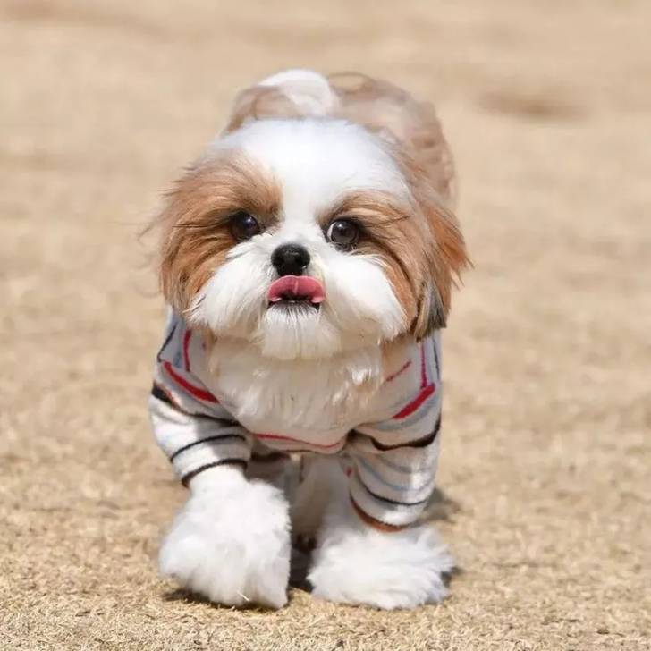 Gros plan d'un Silky Tzu  vêtu d'un habit, et semblant marcher sur un terrain herbeux