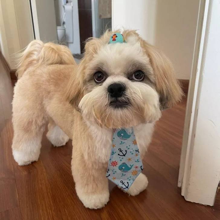 Un Silky Tzu au pelage bicolore, debout sur un plancher en bois et portant une cravate